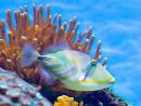hanauma bay fish